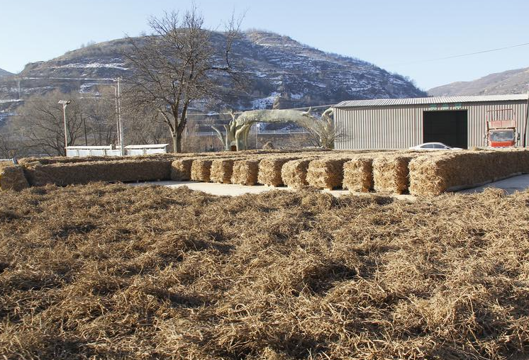 【新春走基層】華池縣五蛟鎮：種下中藥材 開出“致富方”