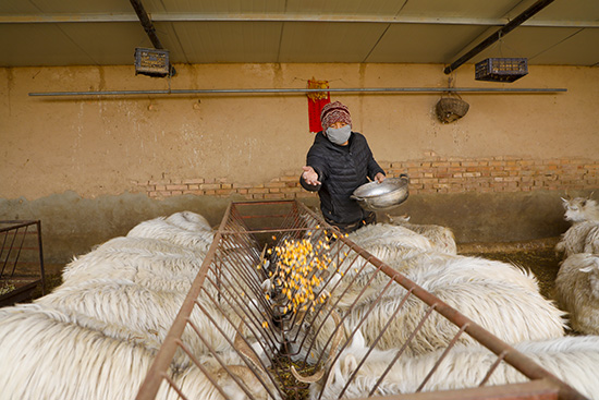 【新春走基層】趙志金：養殖“養”出好日子