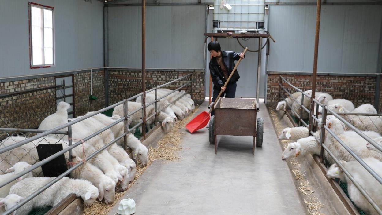 【初冬鄉村看產業】曲子鎮西溝村：黨支部建在產業鏈上 黨員作用發揮在產業鏈上