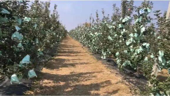白馬鋪鎮高戶村任廣鵬家豐產期的瑞雪果園。
