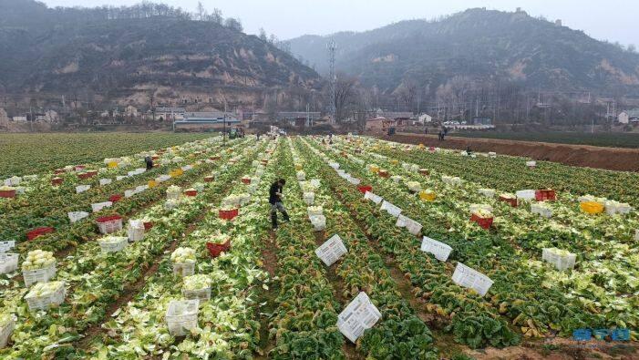 寧縣湘樂鎮：鄉村振興產業旺 綠色蔬菜喜豐收