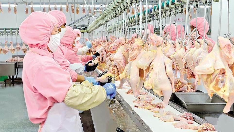 鎮原縣深耕肉雞產業助力鄉村振興“加速跑”