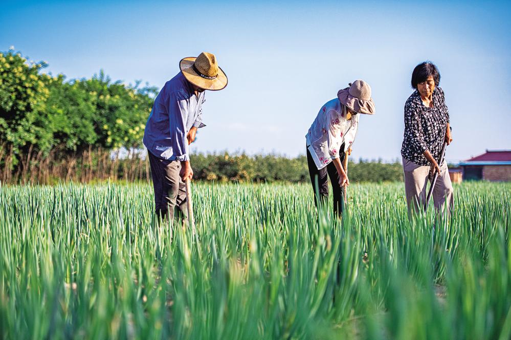 合水縣西華池鎮師家莊村的蔥田里，村民們在培土擁蔥。
