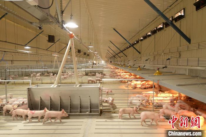 圖為正大慶陽市西峰區溫泉鎮育肥場?！”P小美 　攝