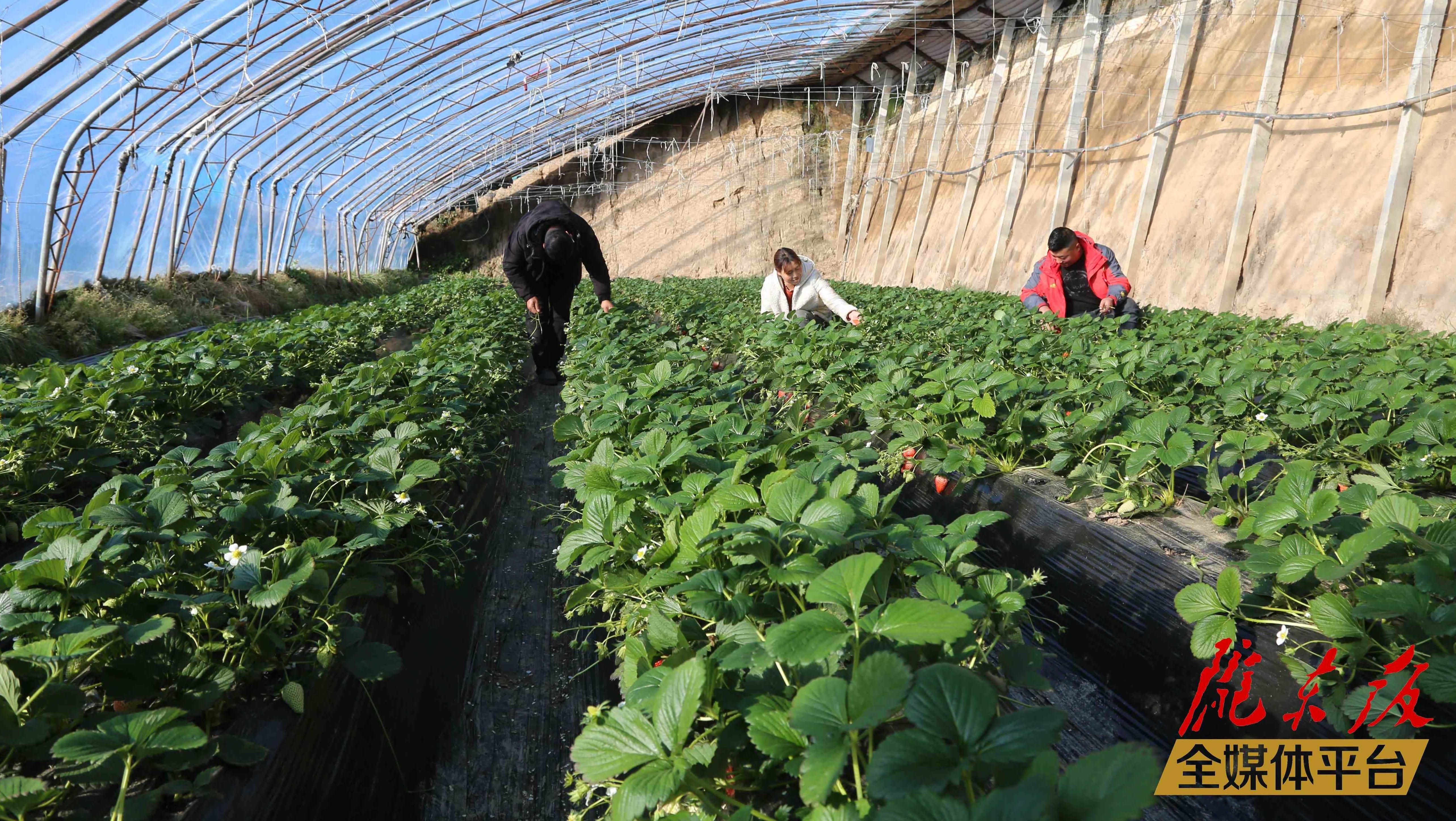 西峰區：特色產業富民興村