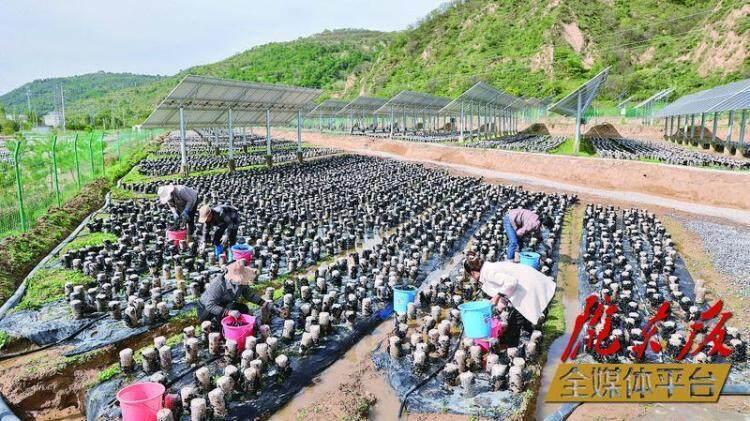 在華池縣城壕鎮余家砭村的現代農業菌光互補產業園種植基地，工人們采摘木耳。 本報記者 谷羿 攝