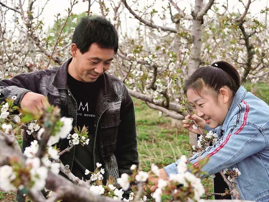 甘肅慶陽顯勝鄉 “櫻桃夫妻”春花紅