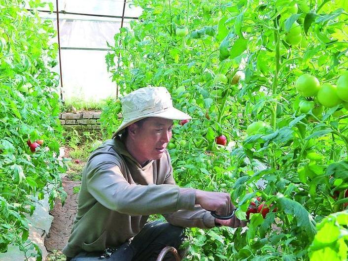 寧縣90后小伙返鄉種瓜菜年入80萬元