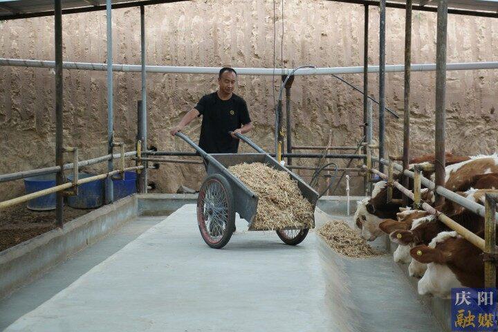 【走進希望的田野?華池縣】李小文：從貨車司機到養牛大戶
