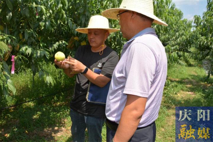 慶陽市農科院保護開發寧縣黃甘桃助力特色果業提質增效