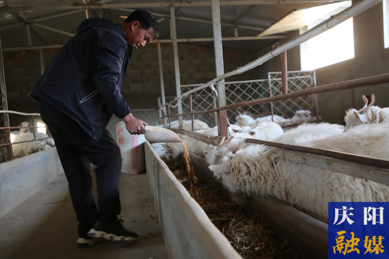 【春潮涌 繪新景】環縣：全鏈條發展肉羊產業 全方位提升養殖效益