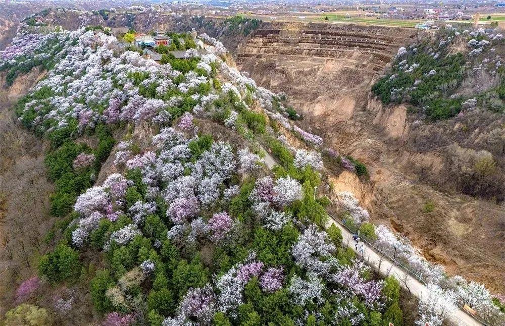 尋著花香，遇見慶陽(yáng)的春和景明