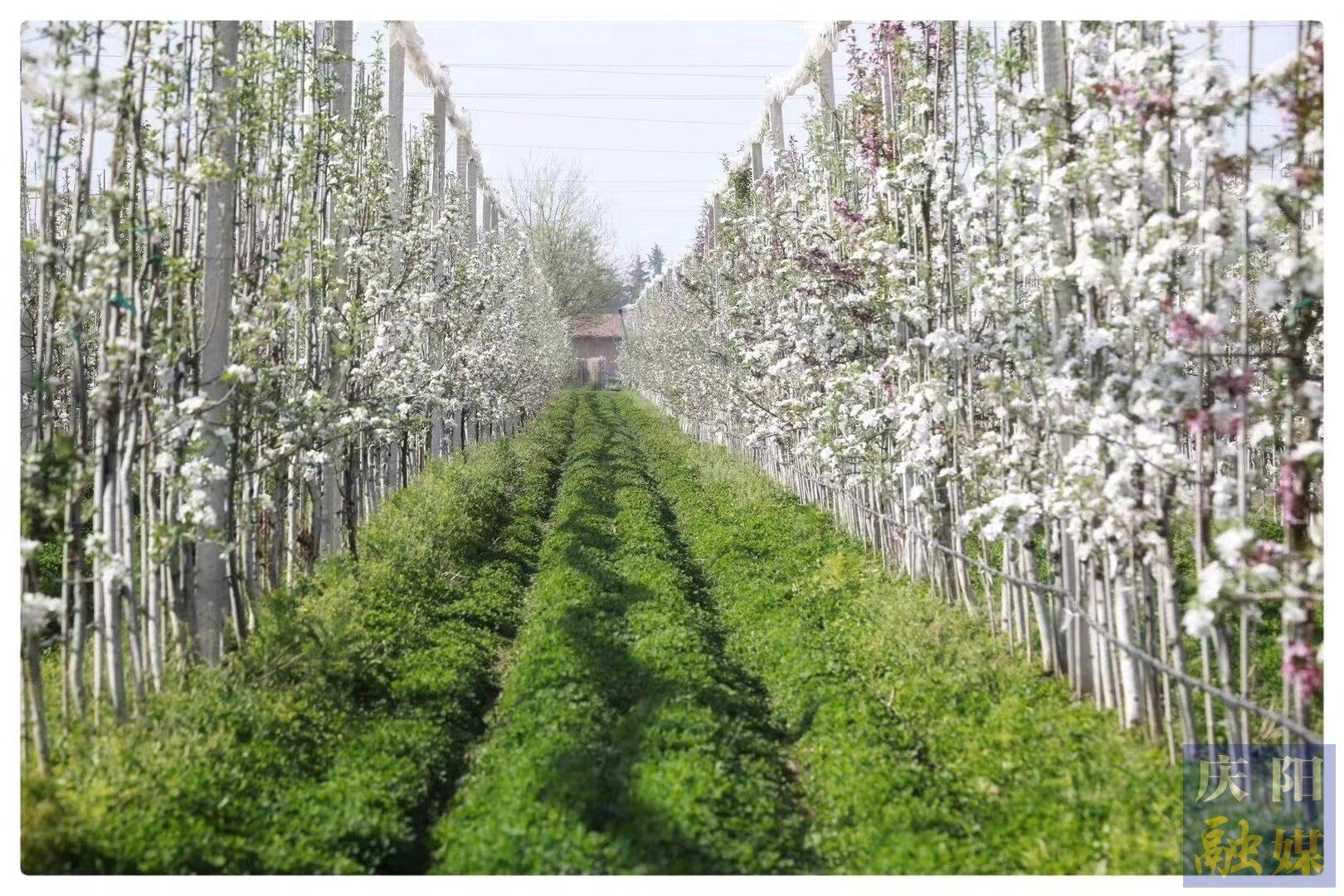 慶陽市加快推進百萬畝優質蘋果基地改造提升工作