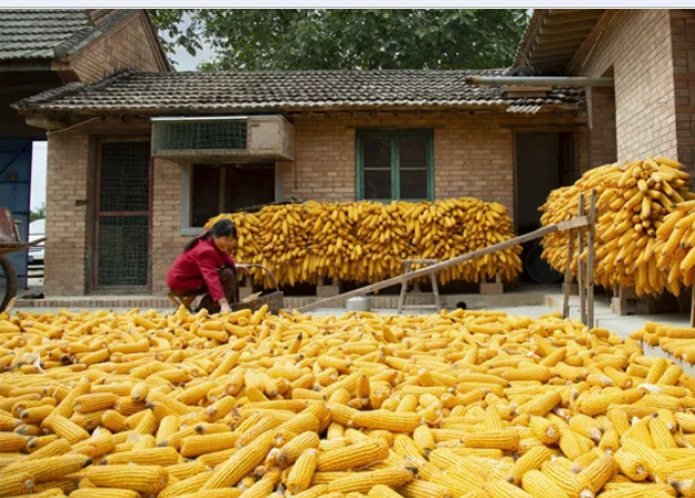 【金秋九月 詩頌慶陽】家鄉的秋（徐玉金）