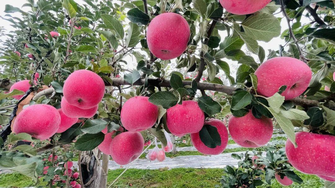 鎮原蘋果：科技賦能 “蘋”實力出圈