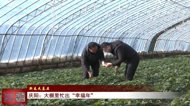 《慶陽新聞》2025年1月31日