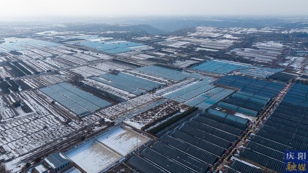 【攝影報道】正寧春日農事忙：“三元雙向”示范園里春潮涌