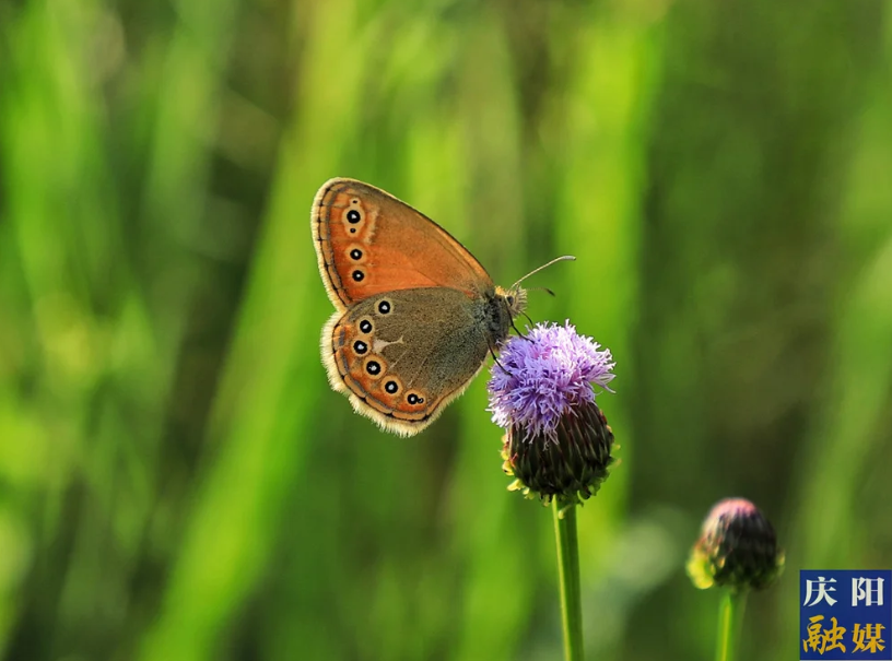 北地詩陣 | 借我半個筋斗云（吳萬良）
