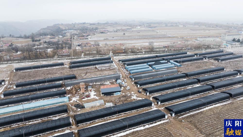 【攝影報道】鎮原縣大棚羊肚菌長勢喜人 月底將進入采摘期