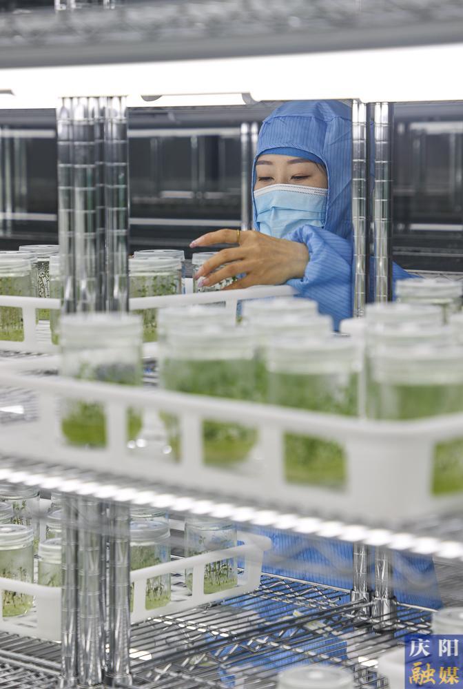 鎮(zhèn)原縣加大“薯業(yè)芯片”產(chǎn)能建設(shè)保障糧食安全