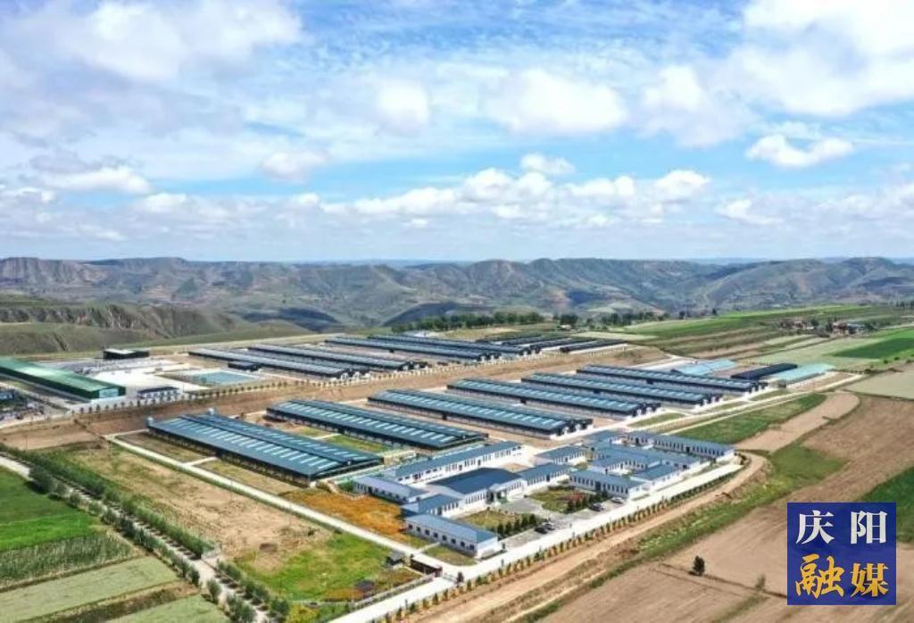 【報效祖國 建功西部】黃土地上的羊業逐夢人：李國智和他的科技團隊