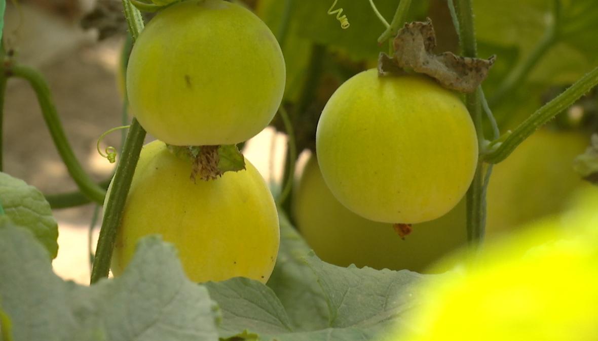 【深化農文旅融合發展】合水：“直播帶貨+田園打卡” 板橋甜瓜成網紅爆款