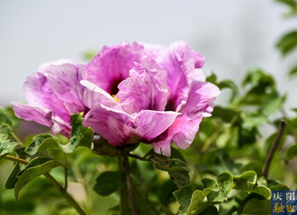 【攝影報道】八旬老人與牡丹的半世紀情緣：韋老莊村的“花緣”故事