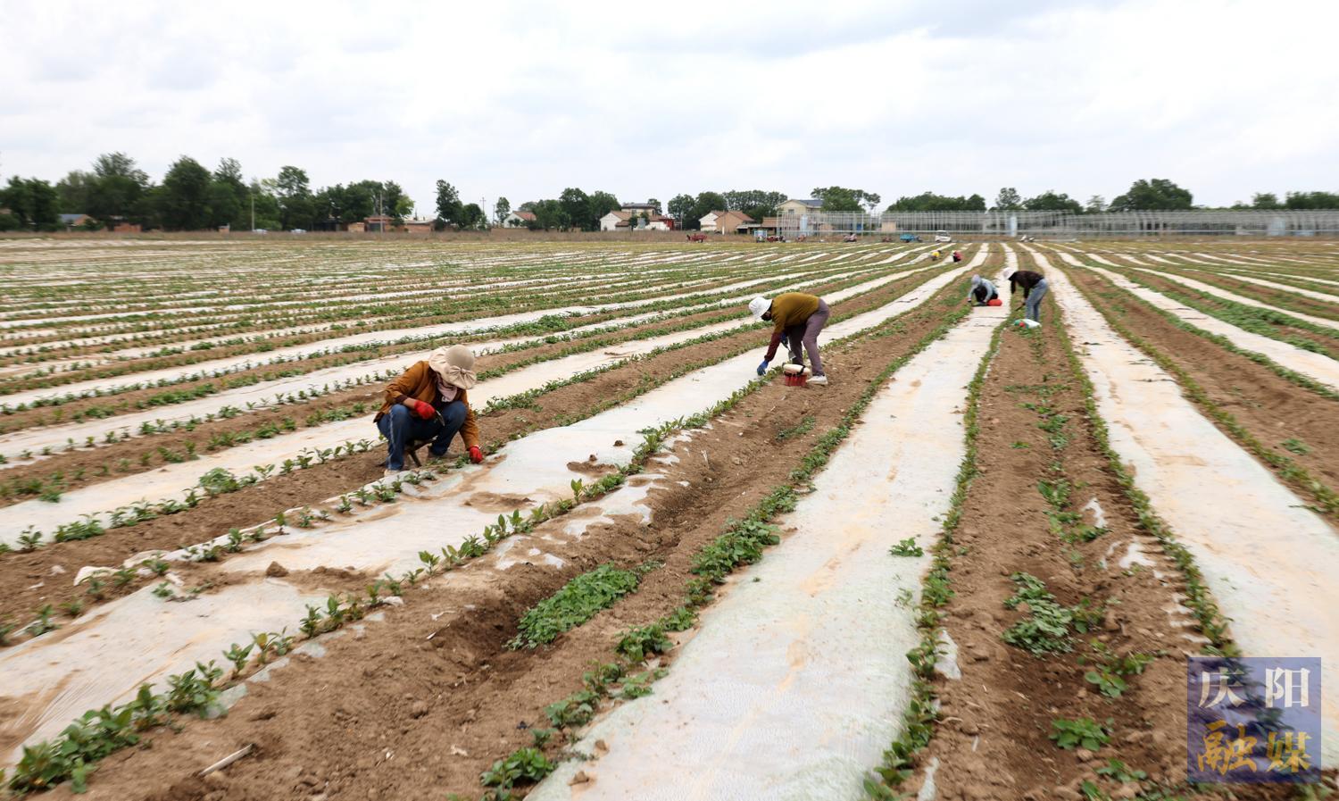 【攝影報道】西峰區：芒種時節農事忙