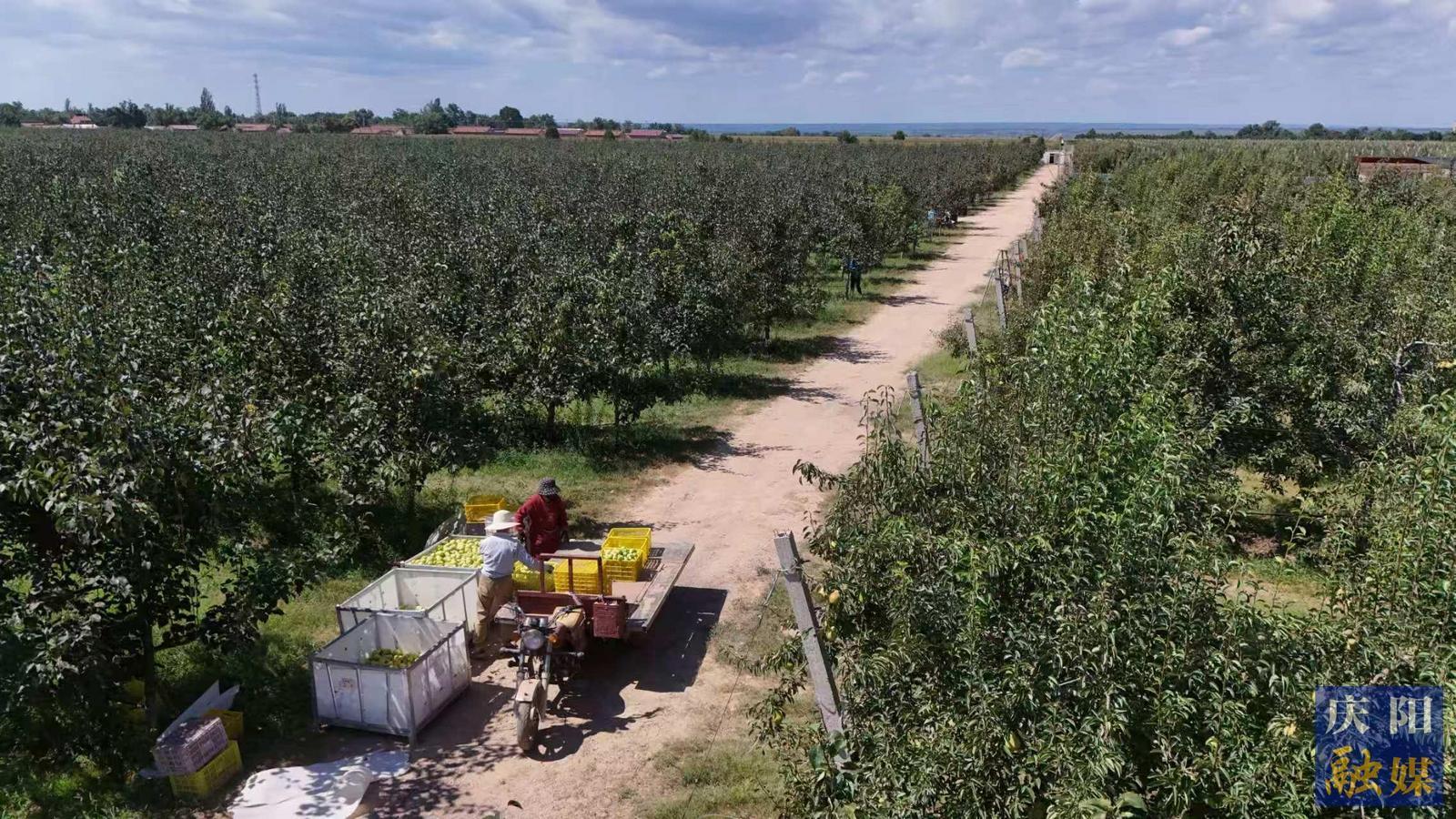 【攝影報道】寧縣梨園開啟“甜蜜收獲季”