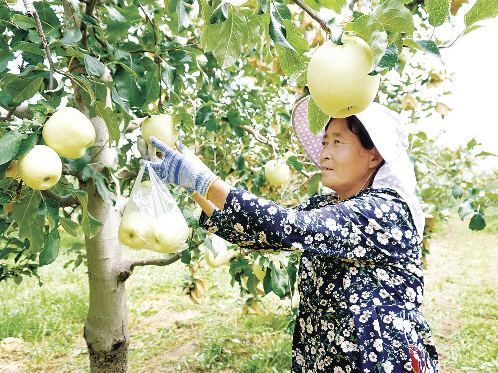 《隴東報》特刊·鄉村振興︱慶陽：做好田間看管護 夯實鄉村振興產業根基