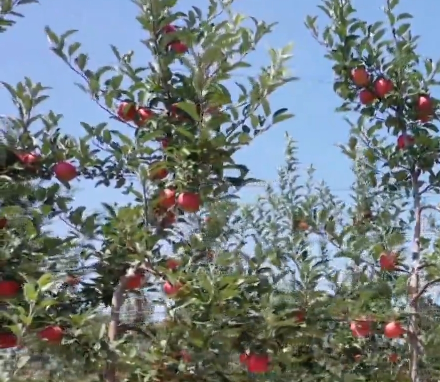 《慶陽新聞》2025年8月24日