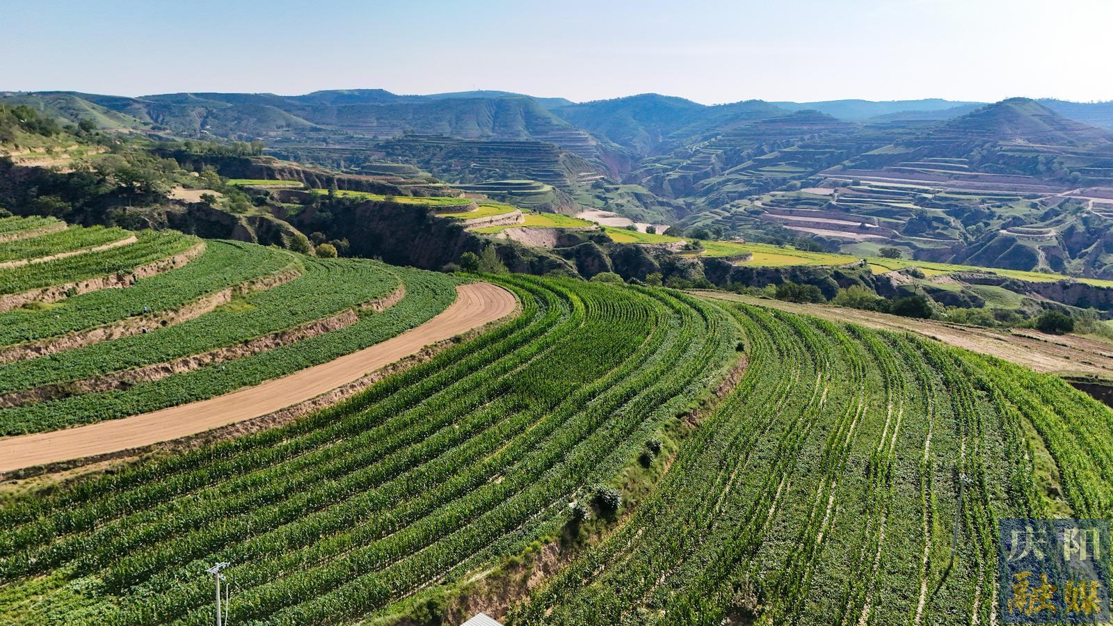 【攝影報道】環縣演武鄉：守護農田生機 繪就豐收底色