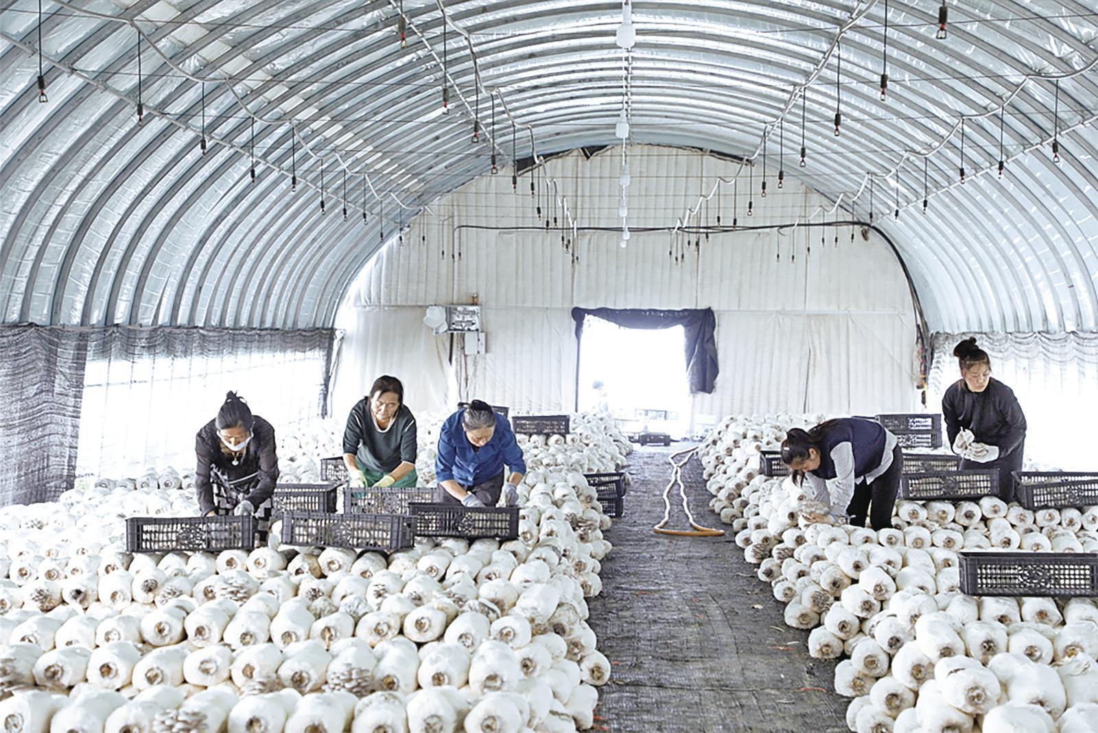 華池縣林鎮鄉食用菌產業園