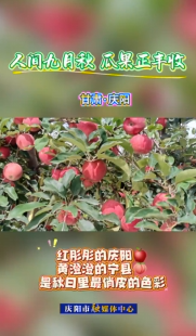 金秋九月，果香滿園。慶陽的田野間滿是動人的秋日‘豐’景畫。這是一年辛勤勞作的答案，也是大自然最慷慨的饋贈。歡迎來慶陽品嘗秋味，收獲美好！