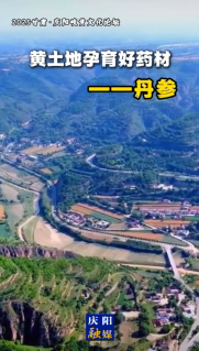 2025甘肅·慶陽岐黃文化論壇 | 黃土地孕育好藥材——丹參