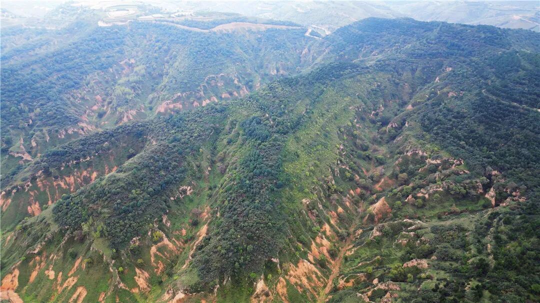 【慶陽·縣區觀察】華池縣：黃土高原點“棘”成金