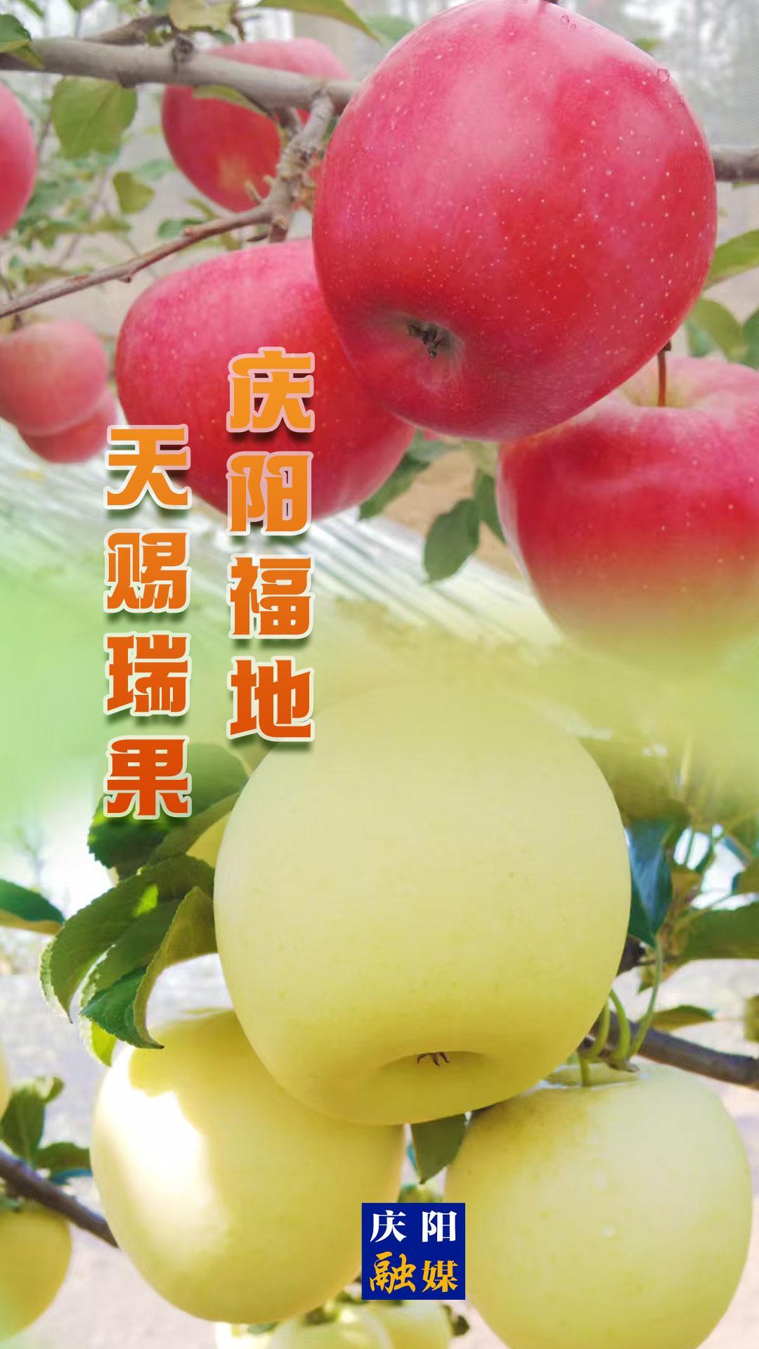 【微海報】慶陽福地 天賜瑞果