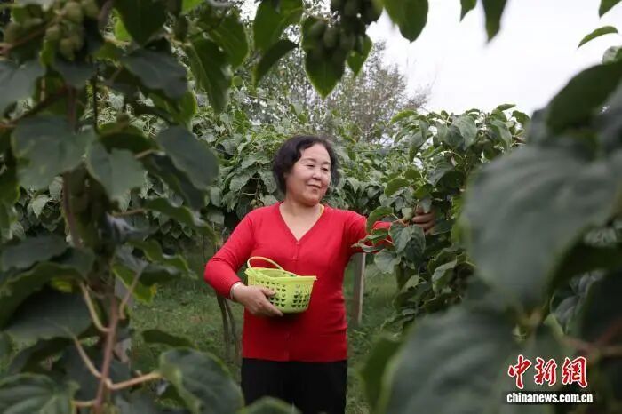 『媒體看西峰』甘肅西峰：黃土塬金秋好“豐”景 特色產業“結”碩果