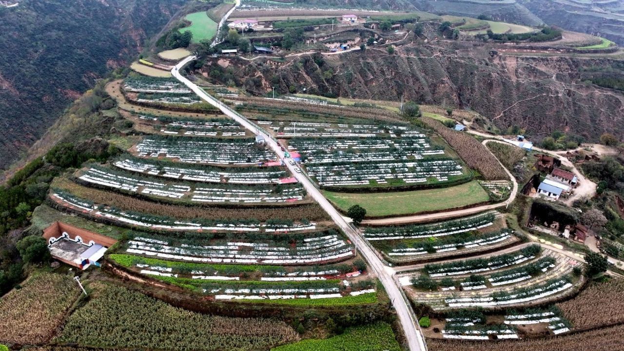 【圖集】華池縣王咀子鄉蘋果喜獲豐收