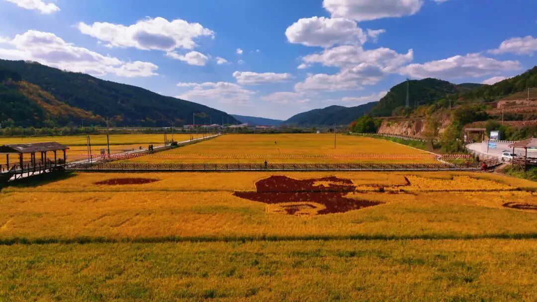 【攝影報(bào)道】隴上江南 豐景如畫(huà) ——合水縣太白鎮(zhèn)千畝水稻喜獲豐收