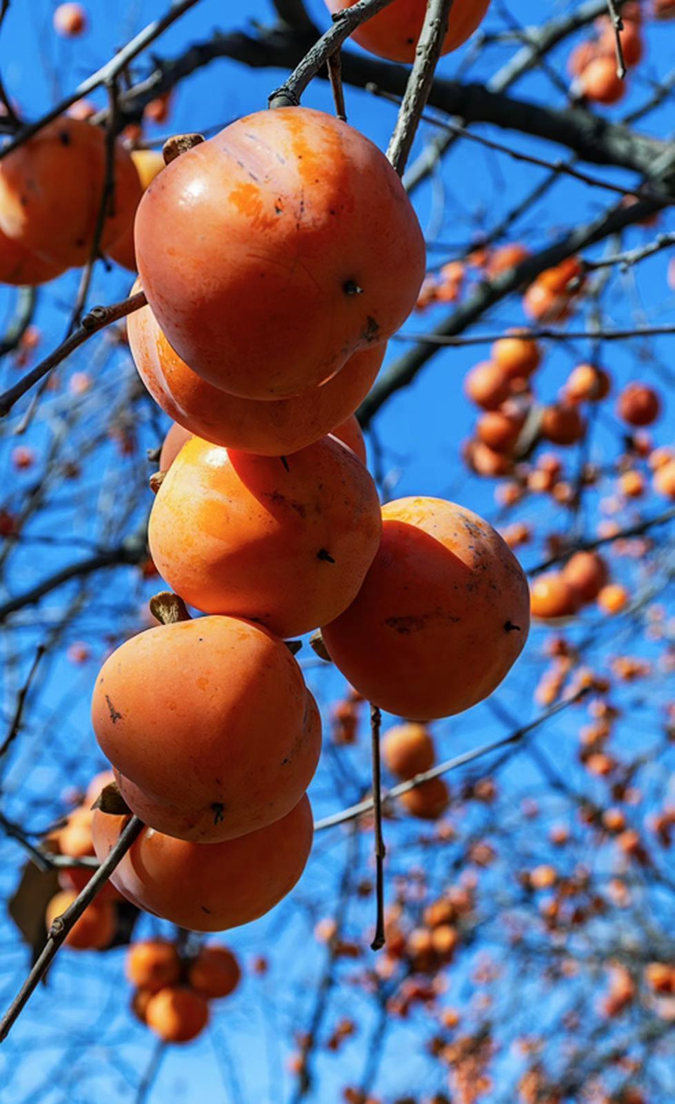 【大美慶陽】柿滿枝頭