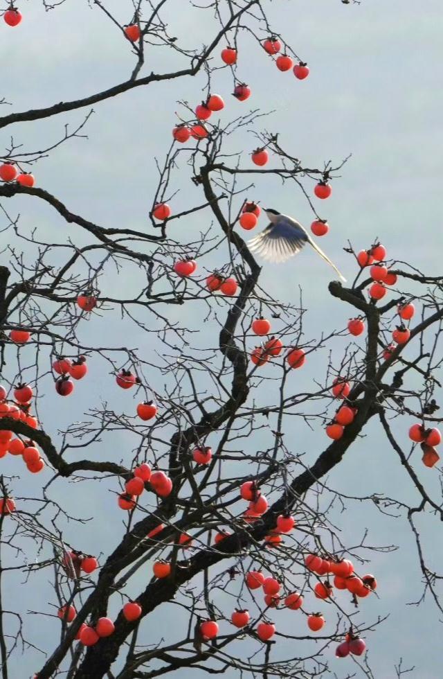 【大美慶陽】飛禽柿子圖