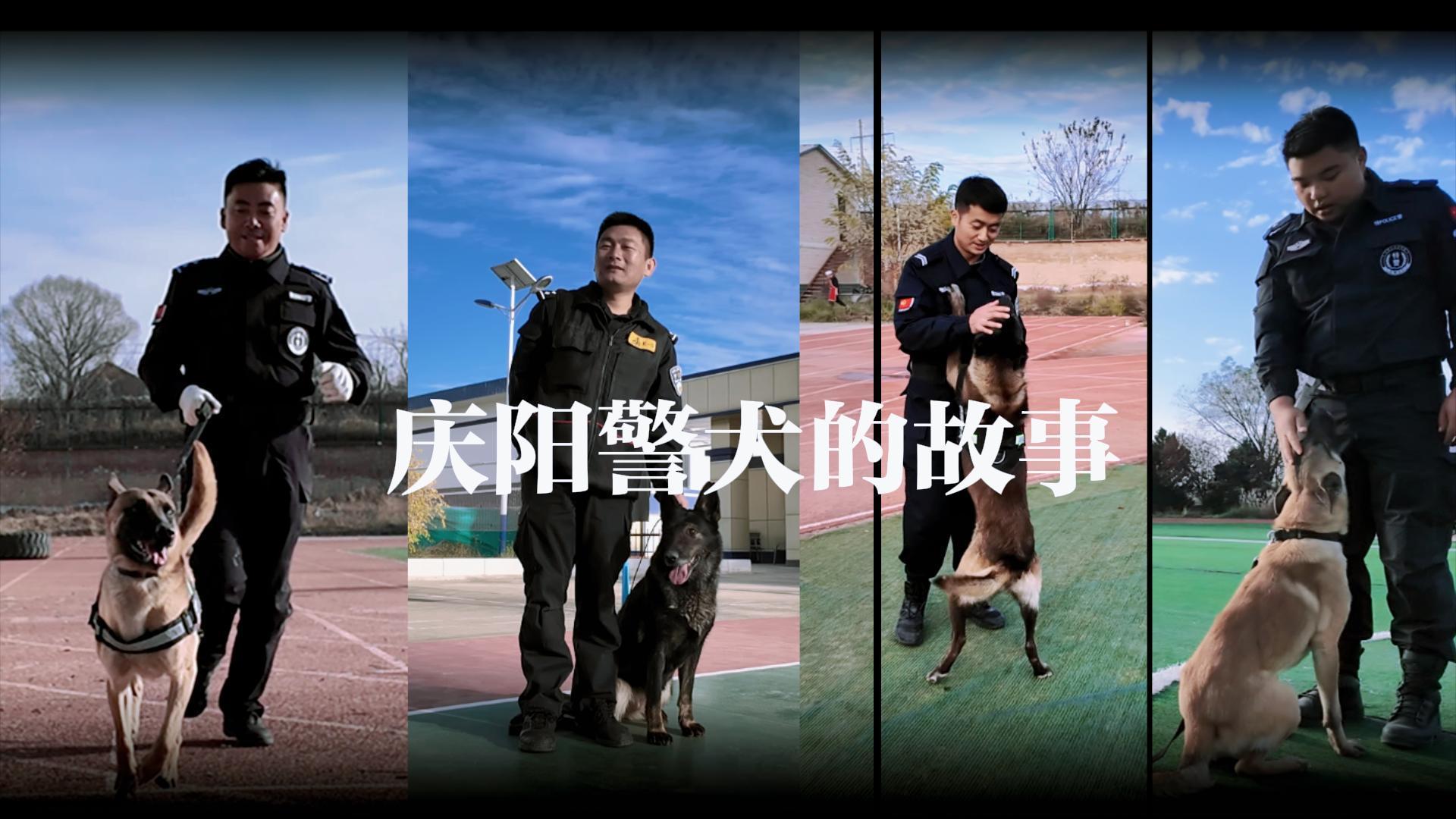 慶陽警犬的故事