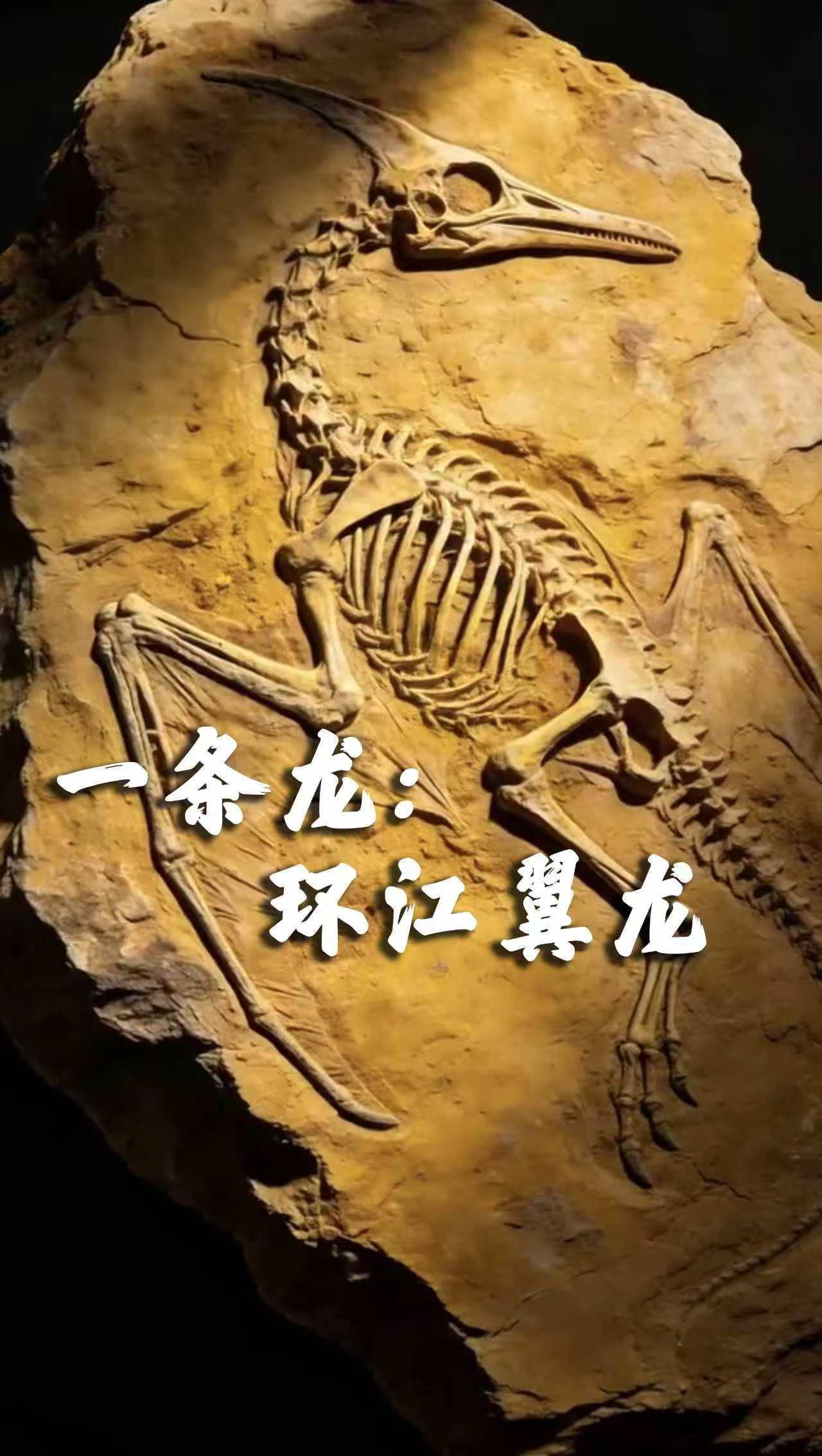 一見慶陽 | 一條龍