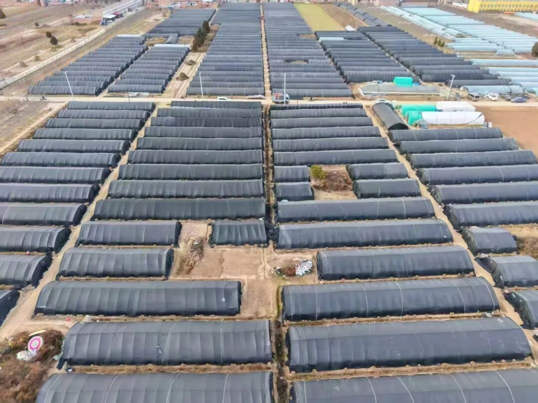 湫頭鎮：黨建賦能產業“三維破題”解鎖鄉村治理新密碼