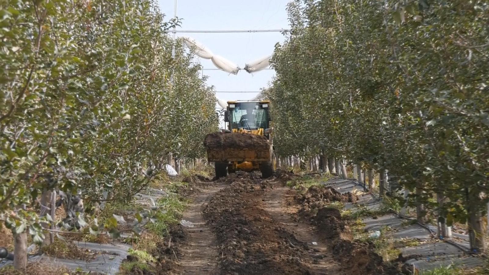 從“產(chǎn)量”到“質(zhì)量”的跨越：看慶城蘋(píng)果產(chǎn)業(yè)升級(jí)之路