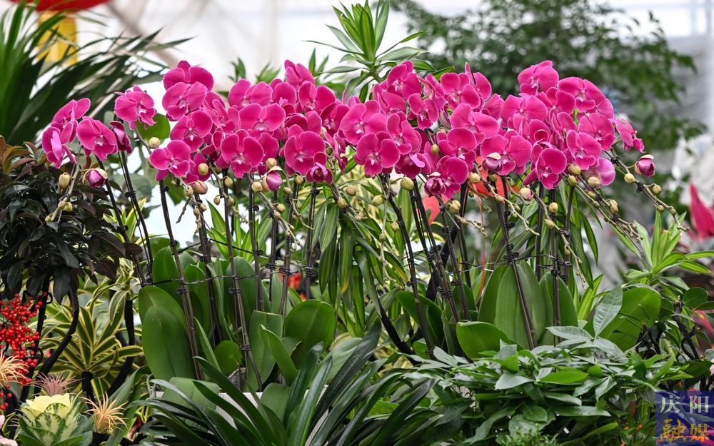 【攝影報道】西峰區冬季花卉市場迎來銷售旺季