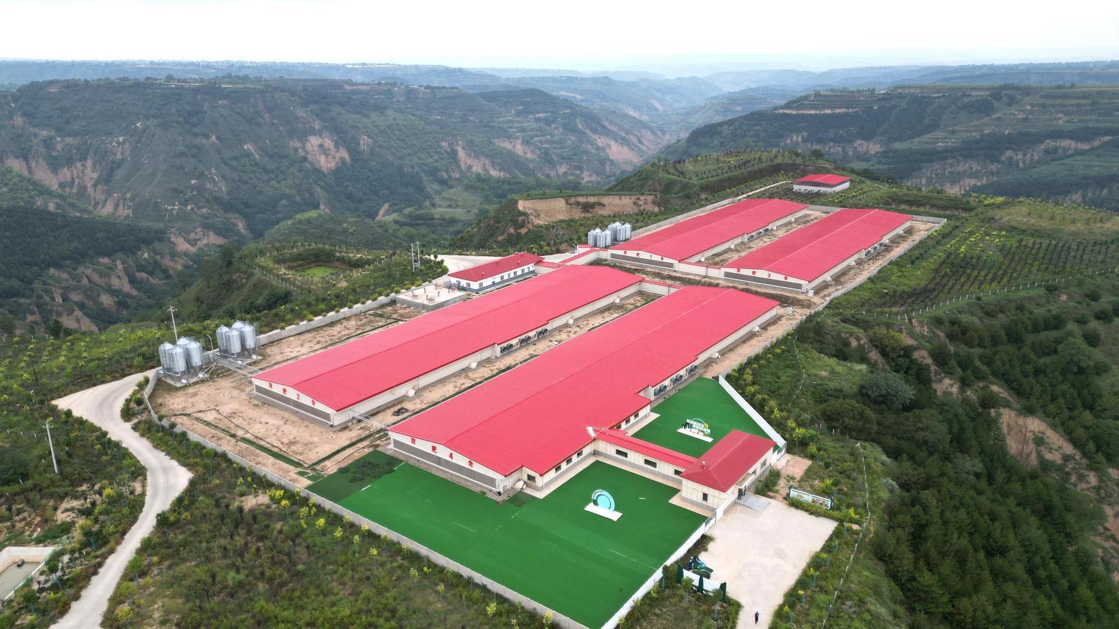 【非凡“十四五”奮進新慶陽】鏈上發力推動質效升級——慶陽市“十四五”期間畜牧業發展綜述