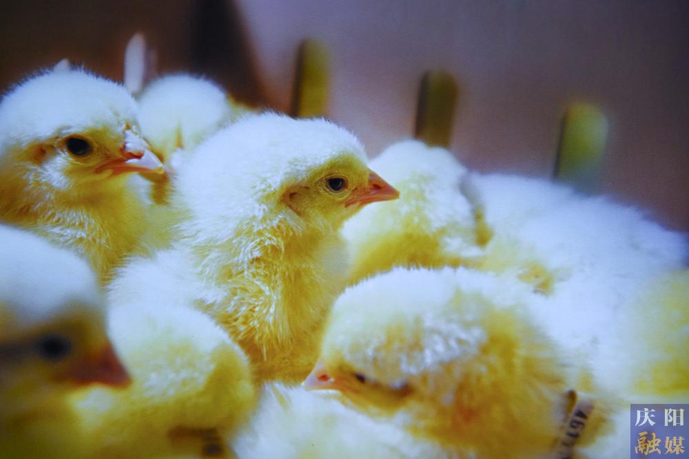 【非凡“十四五”奮進新慶陽】攝影報道 | 鎮原圣越農牧：全產業鏈激活發展動能 白羽肉雞產業助農增收
