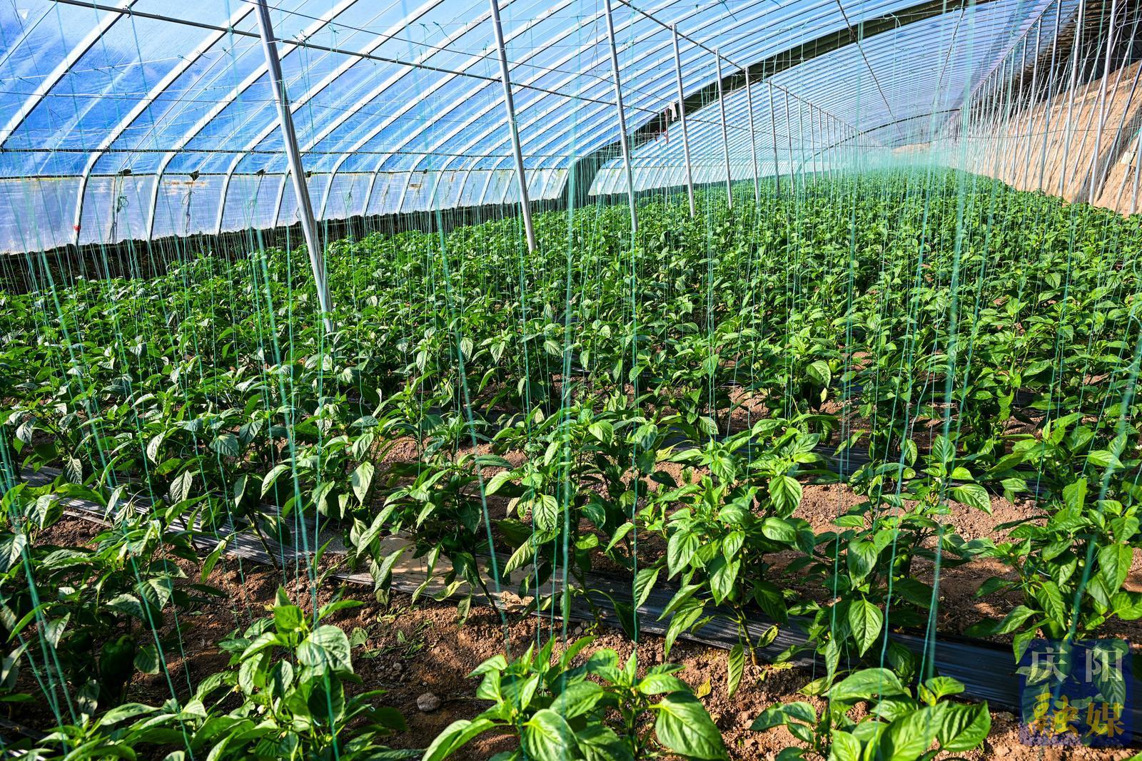 非凡“十四五”奮進新慶陽 | 鎮原縣開邊鎮：設施農業集群發展 特色產業賦能鄉村振興